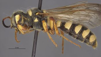 Media type: image;   Entomology 14707 Aspect: habitus lateral view